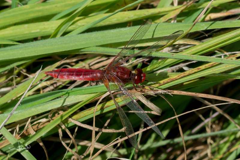 Vuurlibel / Broad Scarlet (Crocothemis erythraeae)