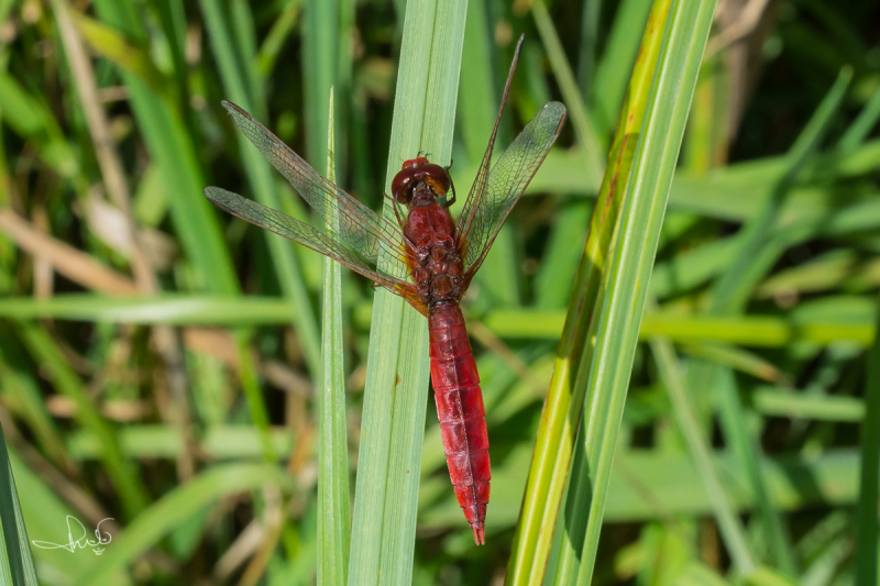 Vuurlibel / Broad Scarlet (Crocothemis erythraeae)