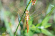 Vuurlibel / Broad Scarlet (Crocothemis erythraeae)