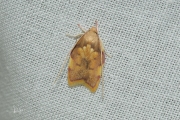 Vuurmot / Oak Lantern (Carcina quercana), micro