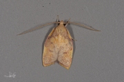 Vuurmot / Oak Lantern (Carcina quercana), micro