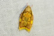 Vuurmot / Oak Lantern (Carcina quercana), micro