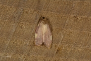 Vuurmot / Oak Lantern (Carcina quercana), micro