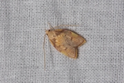 Vuurmot / Oak Lantern (Carcina quercana), micro