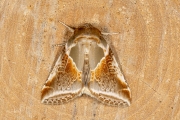 Vuursteenvlinder / Buff Arches (Habrosyne pyritoides)