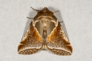 Vuursteenvlinder / Buff Arches (Habrosyne pyritoides)