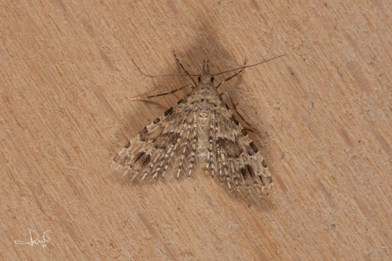 Waaiermot / Twenty-plume Moth (Alucita hexadactyla), micro