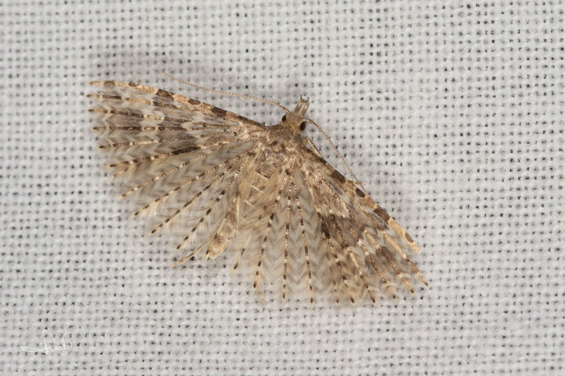 Waaiermot / Twenty-plume Moth (Alucita hexadactyla), micro