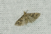 Waaiermot / Twenty-plume Moth (Alucita hexadactyla), micro