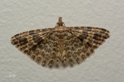 Waaiermot / Twenty-plume Moth (Alucita hexadactyla), micro