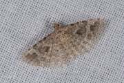 Waaiermot / Twenty-plume Moth (Alucita hexadactyla), micro