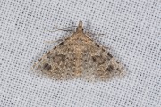 Waaiermot / Twenty-plume Moth (Alucita hexadactyla), micro