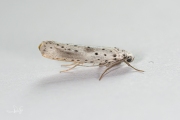 Waasjesstippelmot (Yponomeuta irrorella), micro