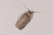 Waddenkaartmot (Agonopterix curvipunctosa), micro