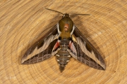 Walstropijlstaart / Bedstraw Hawk-moth (Hyles gallii)