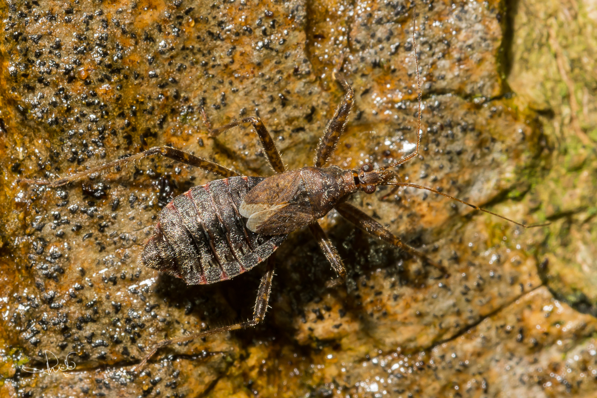 Boomsikkelwants, nimf / Tree Damsel Bug, nymph (Himacerus apterus)