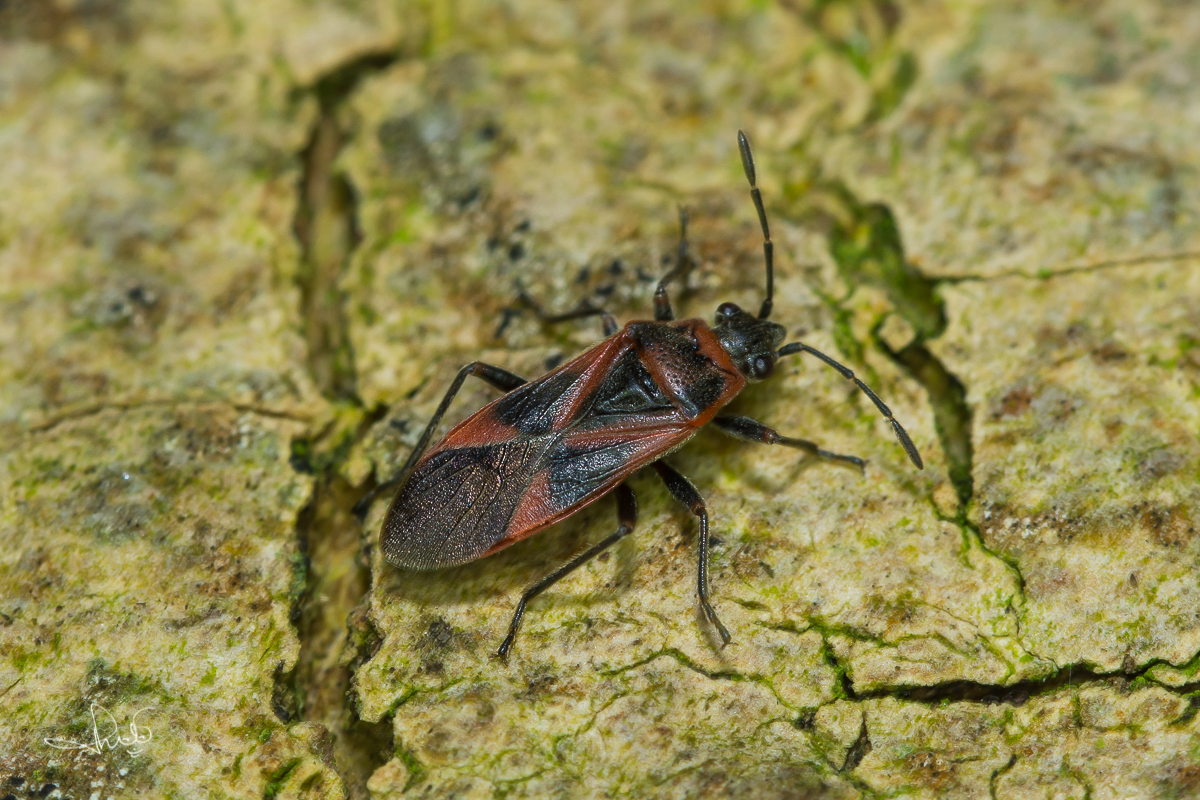 Plataanridderwants / Plane Tree Bug (Arocatus longiceps)