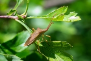 Smalle randwants / Box Bug (Gonocerus acuteangulatus)