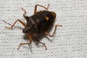 Roodpootschildwants / Red-legged Shieldbug (Pentatoma rufipes)
