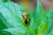 Meidoornkielwants / Hawthorn Shield Bug (Acanthosoma haemorrhoidale)
