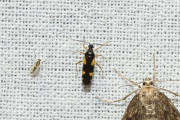 Gele viervlekwants (Dryophilocoris flavoquadrimaculatus)