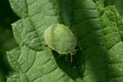 Groene schildwants, nimf / Green Shield Bug, nymph (Palomena prasina)
