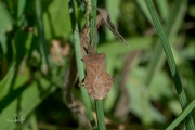 Zuringrandwants / Dock Bug (Coreus marginatus)