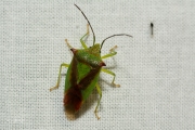 Meidoornkielwants / Hawthorn Shield Bug (Acanthosoma haemorrhoidale)