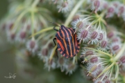 Pyjamaschildwants / Italian Striped Bug (Graphosoma italicum)