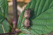Tweetandschildwants / Spiked Shieldbug (Picromerus bidens)
