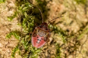 Meidoornkielwants, nimf / Hawthorn Shield Bug, nymph (Acanthosoma haemorrhoidale)