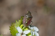 Bessenschildwants / Hairy Shieldbug (Dolycoris baccarum)