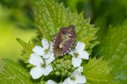 Bessenschildwants / Hairy Shieldbug (Dolycoris baccarum)