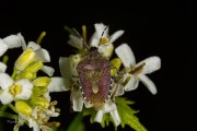 Bessenschildwants / Hairy Shieldbug (Dolycoris baccarum)