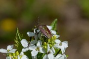 Bessenschildwants / Hairy Shieldbug (Dolycoris baccarum)