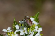 Bessenschildwants / Hairy Shieldbug (Dolycoris baccarum)