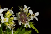 Bessenschildwants / Hairy Shieldbug (Dolycoris baccarum)