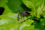 Geringde roofwants (Rhynocoris annulatus)