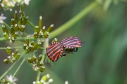 Pyjamaschildwants / Italian Striped Bug (Graphosoma italicum)