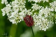 Pyjamaschildwants / Italian Striped Bug (Graphosoma italicum)