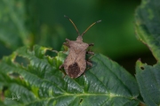 Zuringrandwants / Dock Bug (Coreus marginatus)