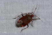 Esdoornhalsbandwants (Deraeocoris flavilinea)