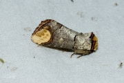 Wapendrager / Buff-tip (Phalera bucephala)