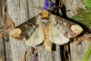 Wapendrager / Buff-tip (Phalera bucephala)