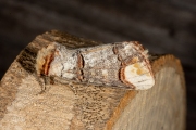 Wapendrager / Buff-tip (Phalera bucephala)