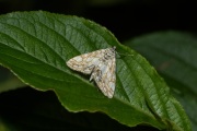 Waterleliemot / Brown China-Mark (Elophila nymphaeata), micro