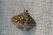 Waterleliemot / Brown China-Mark (Elophila nymphaeata), micro