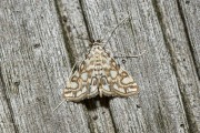 Waterleliemot / Brown China-Mark (Elophila nymphaeata), micro