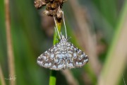 Waterleliemot / Brown China-Mark (Elophila nymphaeata), micro