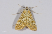 Waterleliemot / Brown China-Mark (Elophila nymphaeata), micro